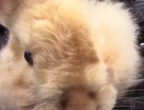 Video: Running Cloud Rabbit Sanctuary & Rescue