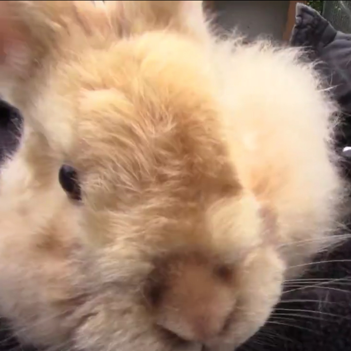 Video: Running Cloud Rabbit Sanctuary & Rescue